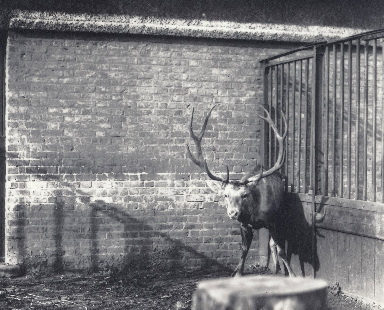 Wallichs Hirsch, auch bekannt als der Shou, Zentralasiatischer oder Tibetischer Rothirsch, im Londoner Zoo, Dezember 1917 von Frederick William Bond