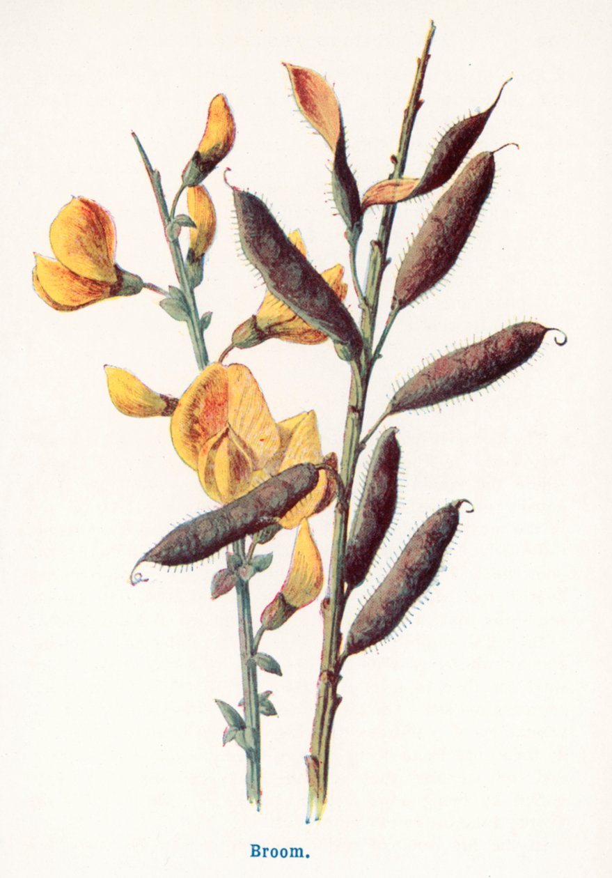 Wilde Früchte der Landschaft: Ginster von Frederick Edward Hulme