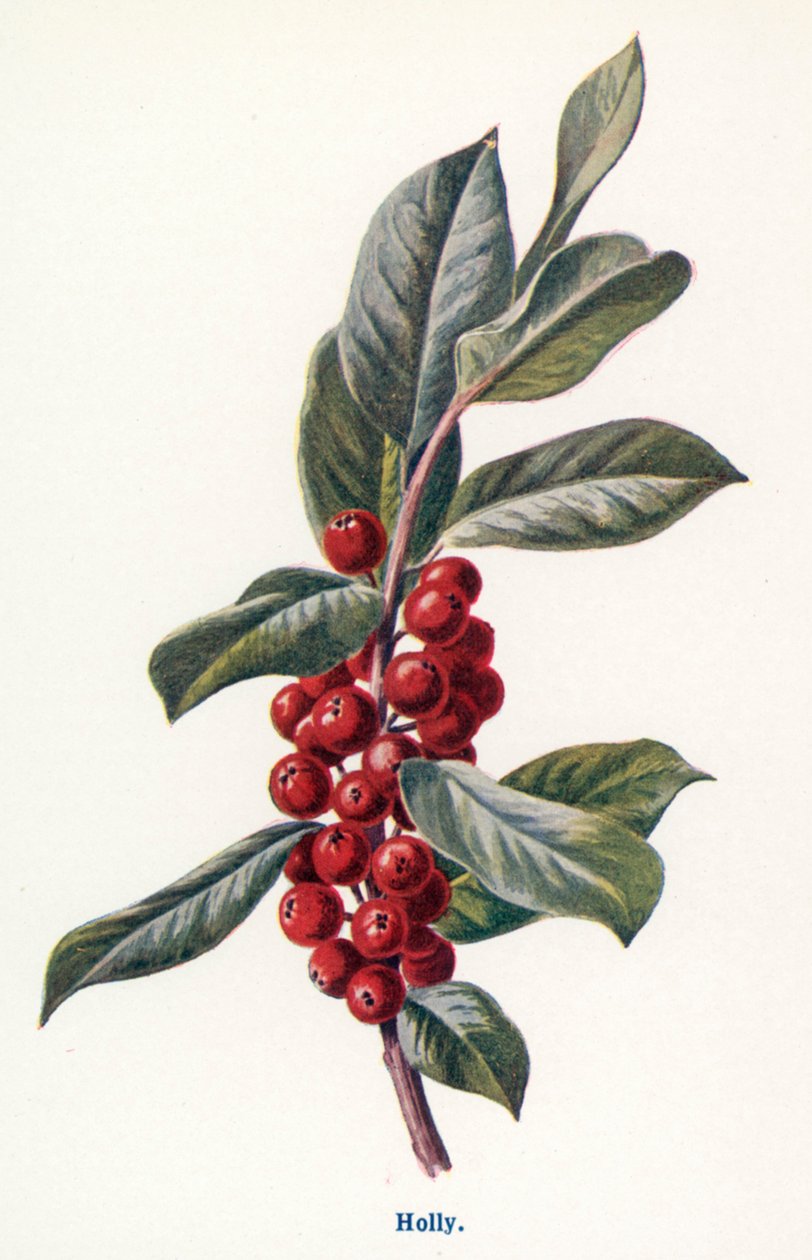 Wilde Früchte der Landschaft: Stechpalme von Frederick Edward Hulme