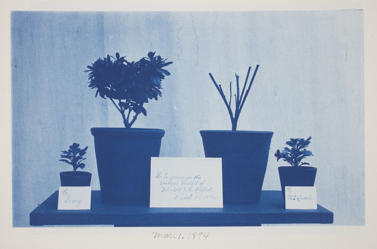 Ohne Titel, 1. März von Frederick K. Coulson