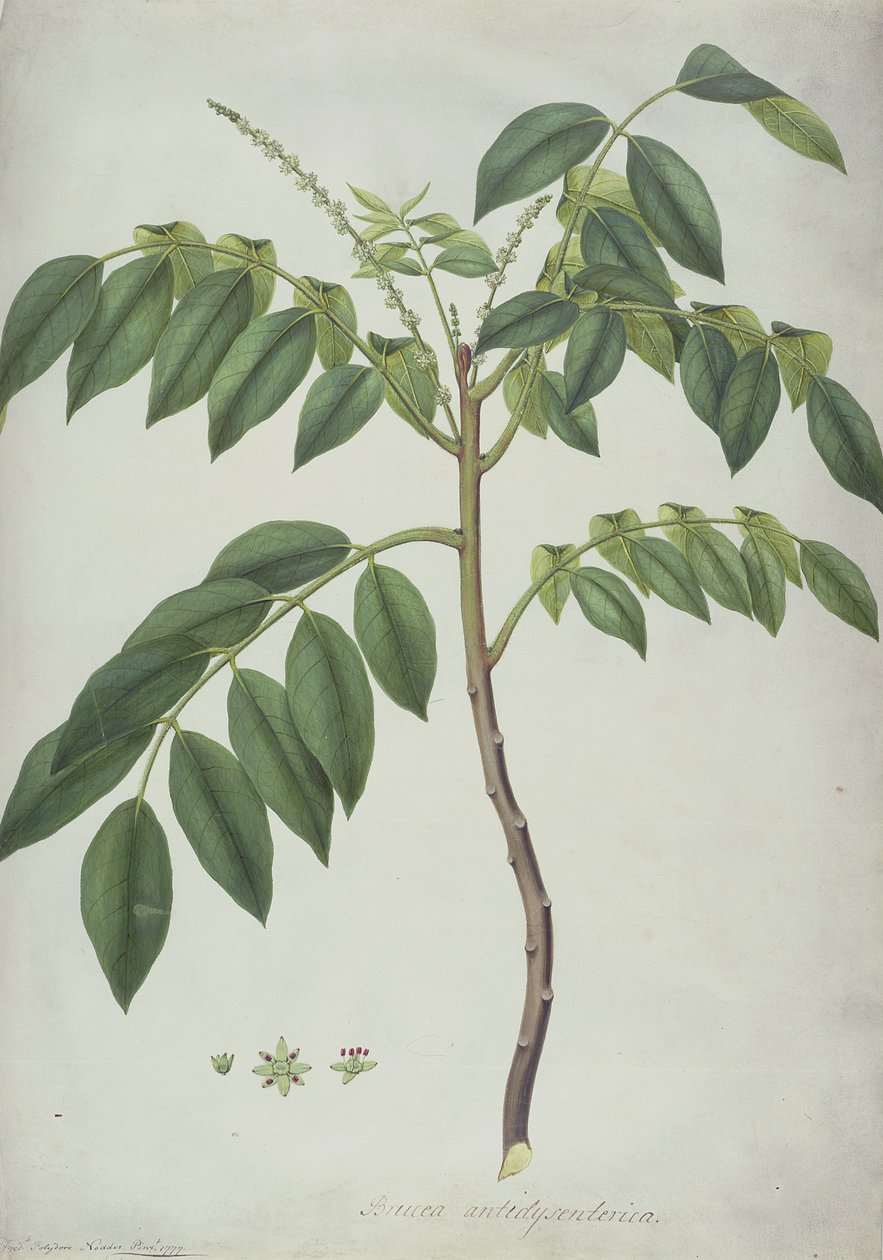 Brucea Antidysenterica, 1777 von Frederick Polydor Nodder