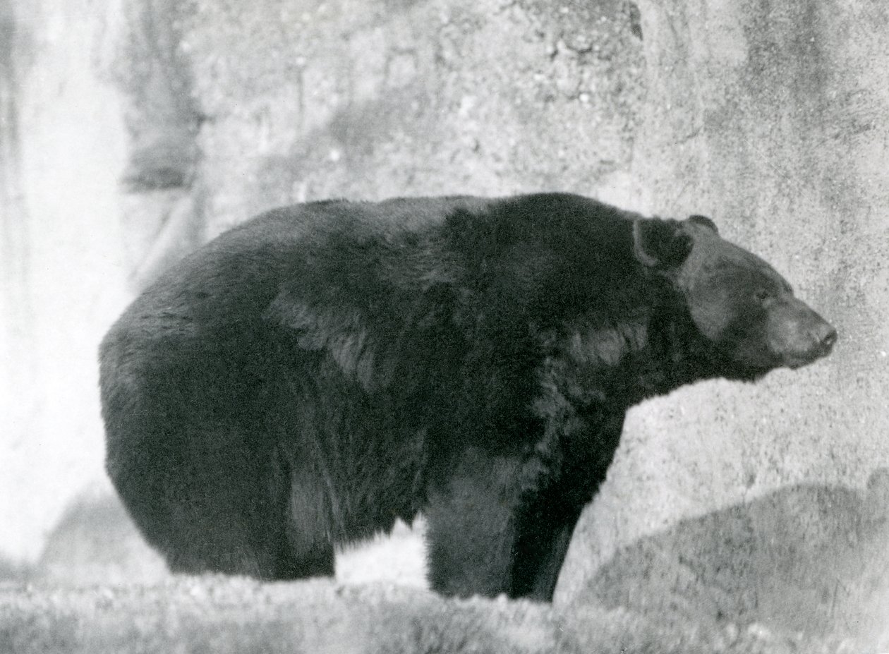 Ein Schwarzbär steht in seinem Gehege auf den Mappin Terrassen im London Zoo, 1924 von Frederick William Bond