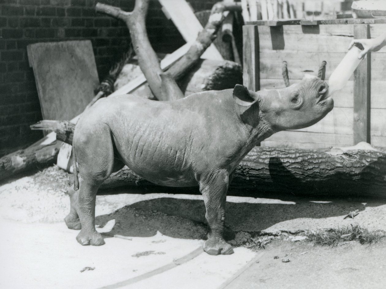 Ein Schwarzes Nashornkalb wird von seinem Pfleger mit der Flasche gefüttert, London Zoo, September 1928 von Frederick William Bond