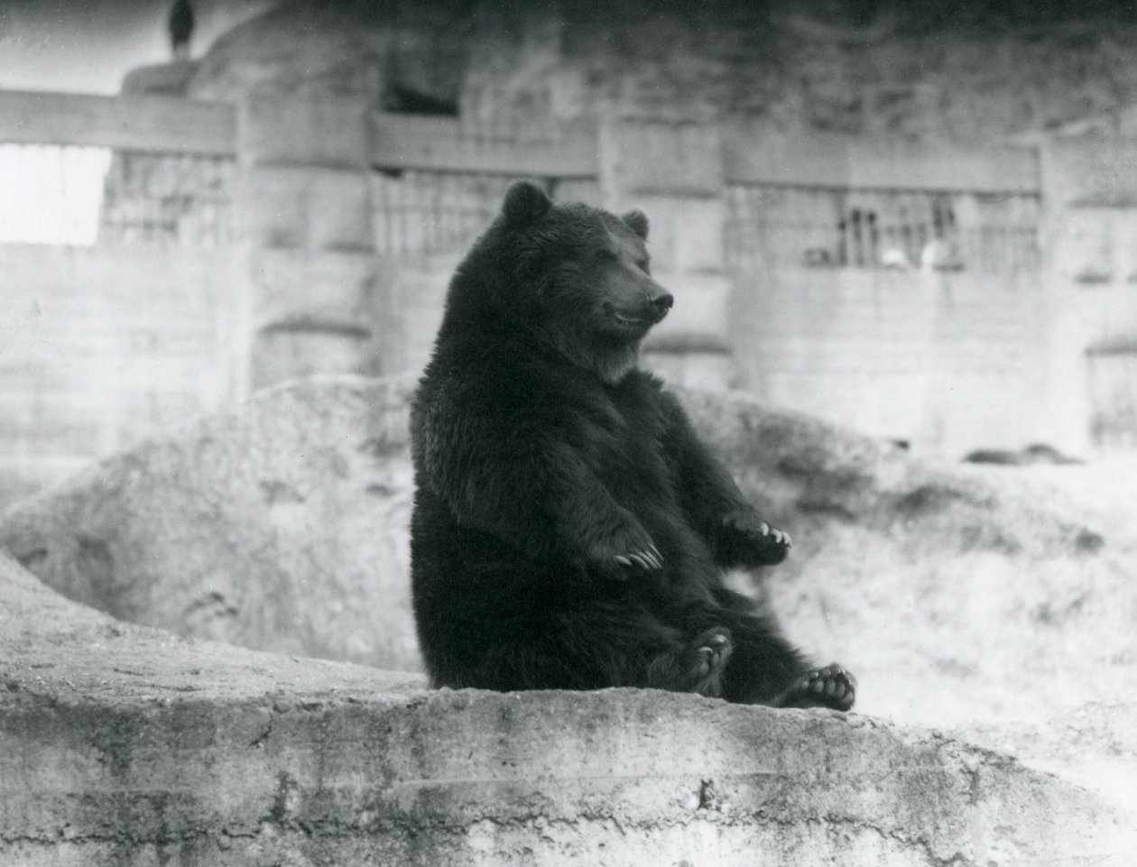 Ein Braunbär sitzt in seinem Gehege am Fuße der Mappin-Terrassen im Londoner Zoo, September 1921 von Frederick William Bond