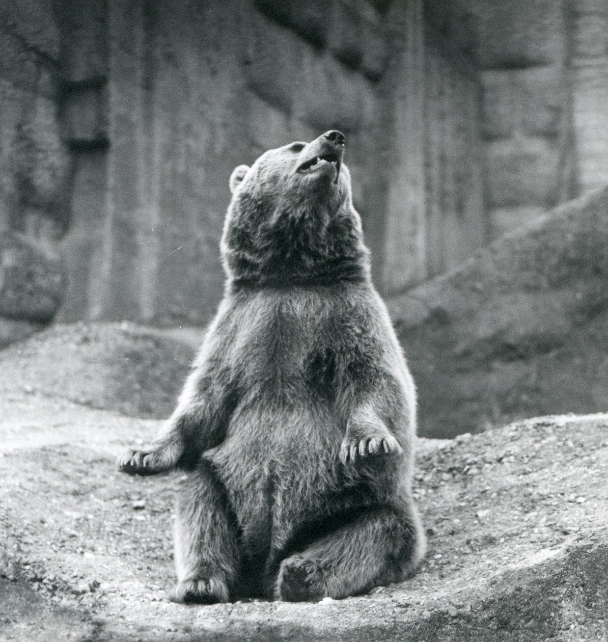 Ein Braunbär sitzt auf einem felsigen Vorsprung im Londoner Zoo im September 1927 von Frederick William Bond