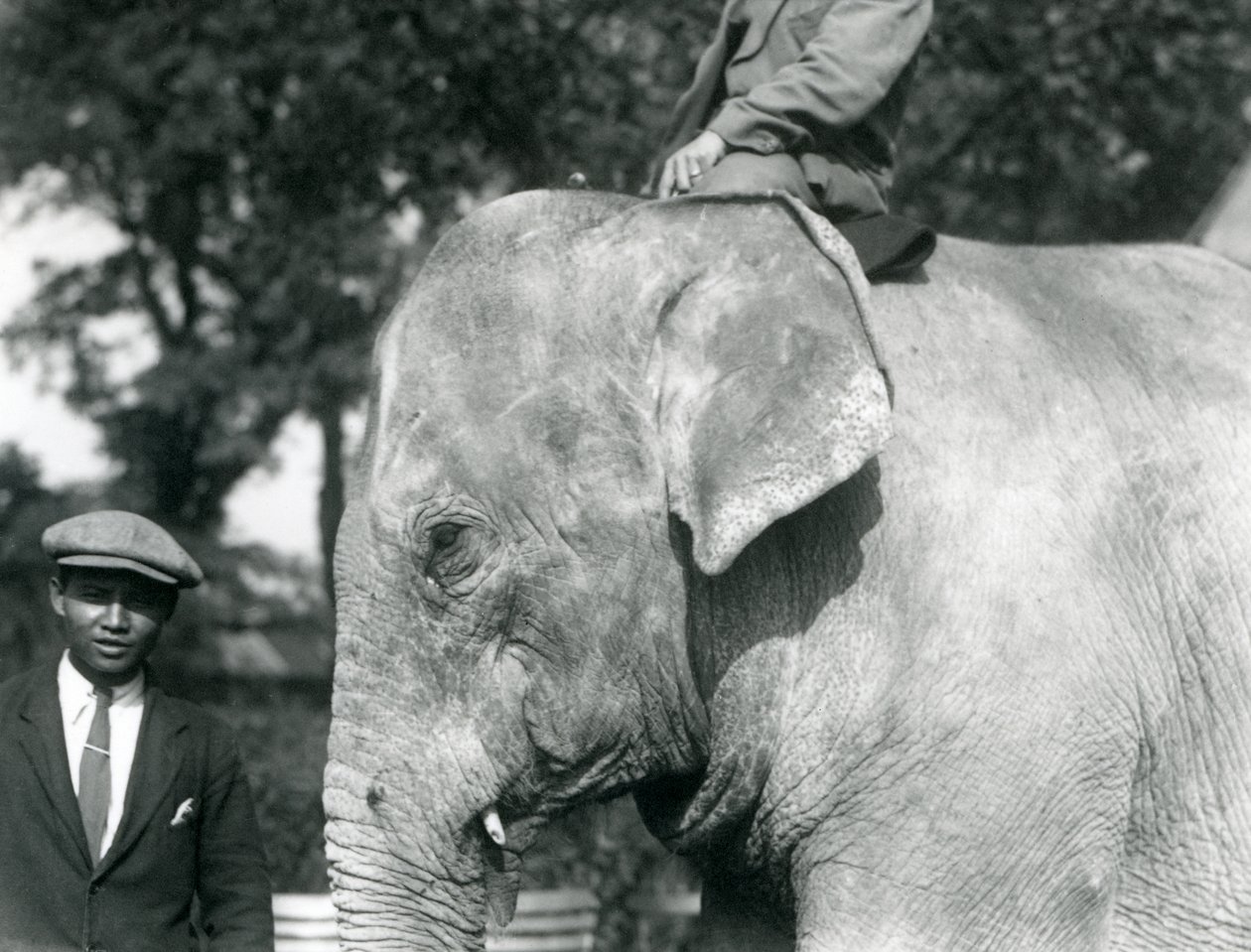 Ein burmesischer Elefant mit seinem Trainer und einem weiteren Mann, Londoner Zoo, September 1926 von Frederick William Bond