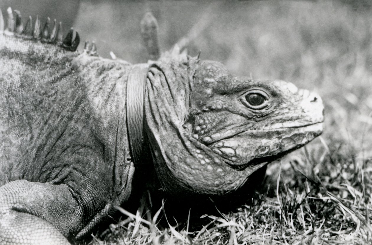 Eine Wolkenfelsleguan Methusalem, mit einem Halsband, spaziert auf einem Rasen im Londoner Zoo, Juli 1924 von Frederick William Bond
