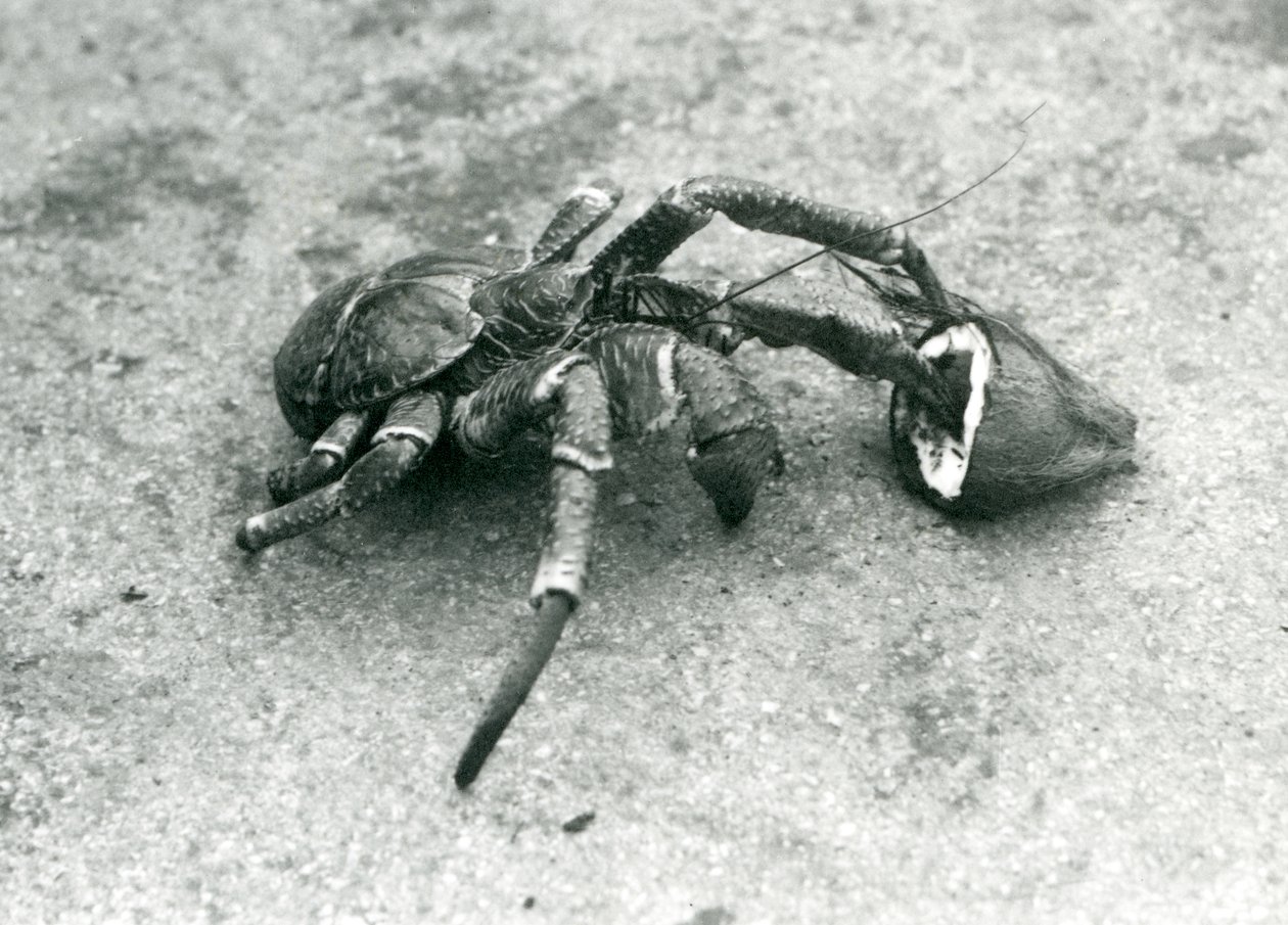 Eine Kokosnusskrabbe, oder Räuberkrabbe, frisst eine Kokosnuss, Londoner Zoo, Juli 1927 von Frederick William Bond