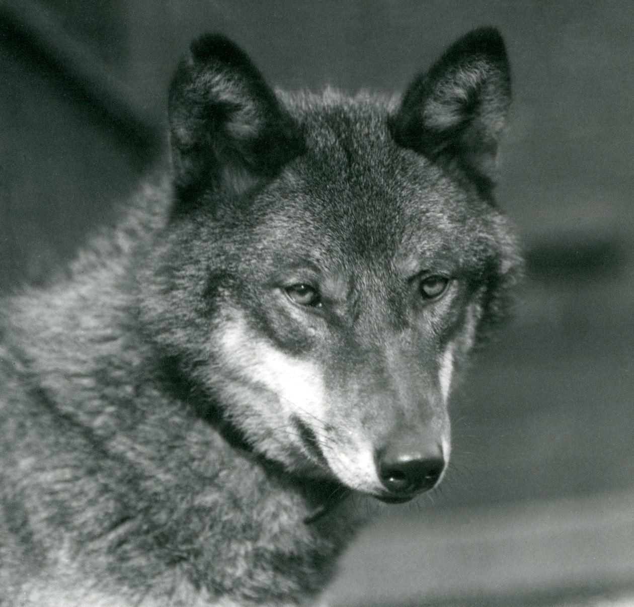 Ein Grauwolf im Londoner Zoo, 1925 von Frederick William Bond