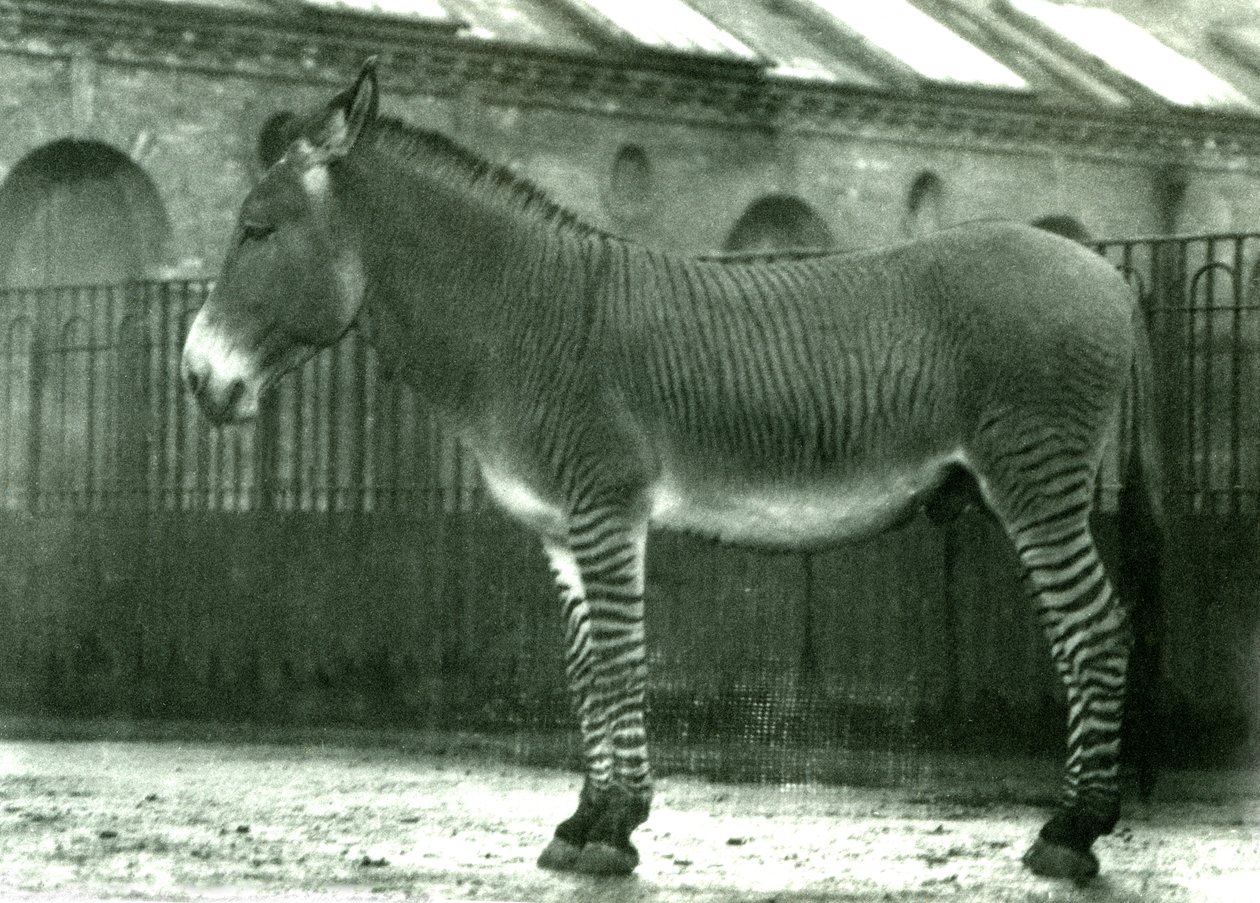 Ein Hybrid-Zebra in seinem Gehege im Londoner Zoo, 1924 (Schwarz-Weiß-Foto) von Frederick William Bond