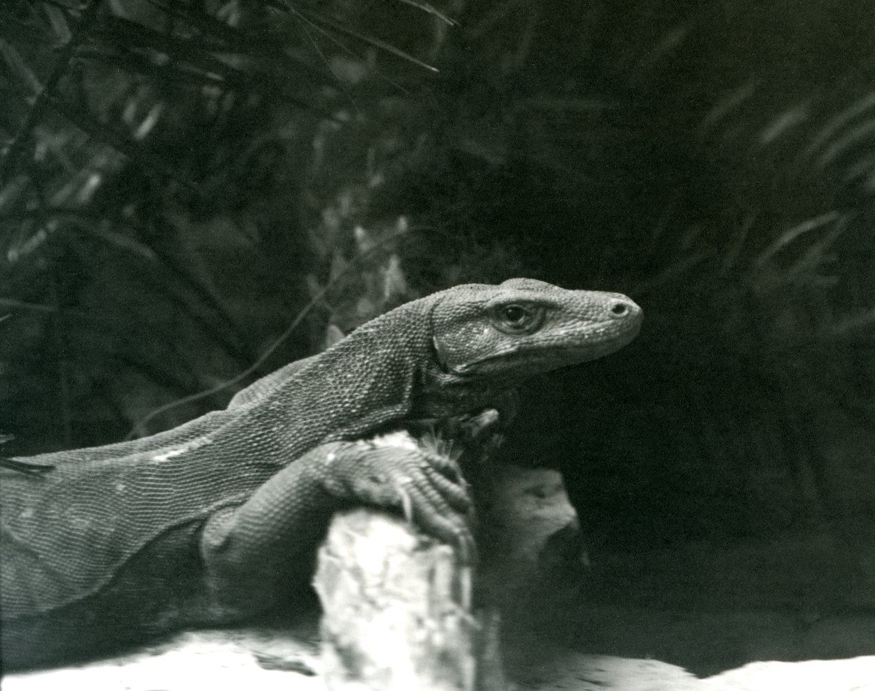 Ein Komodowaran, ruhend mit Hals und Vorderbeinen an einem Baumstamm im Londoner Zoo im Juni 1927 von Frederick William Bond