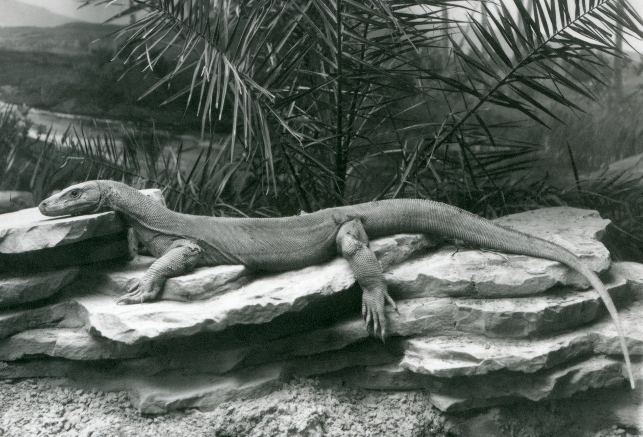 Ein Komodowaran ruht auf einer Felswand im London Zoo, 1927 von Frederick William Bond