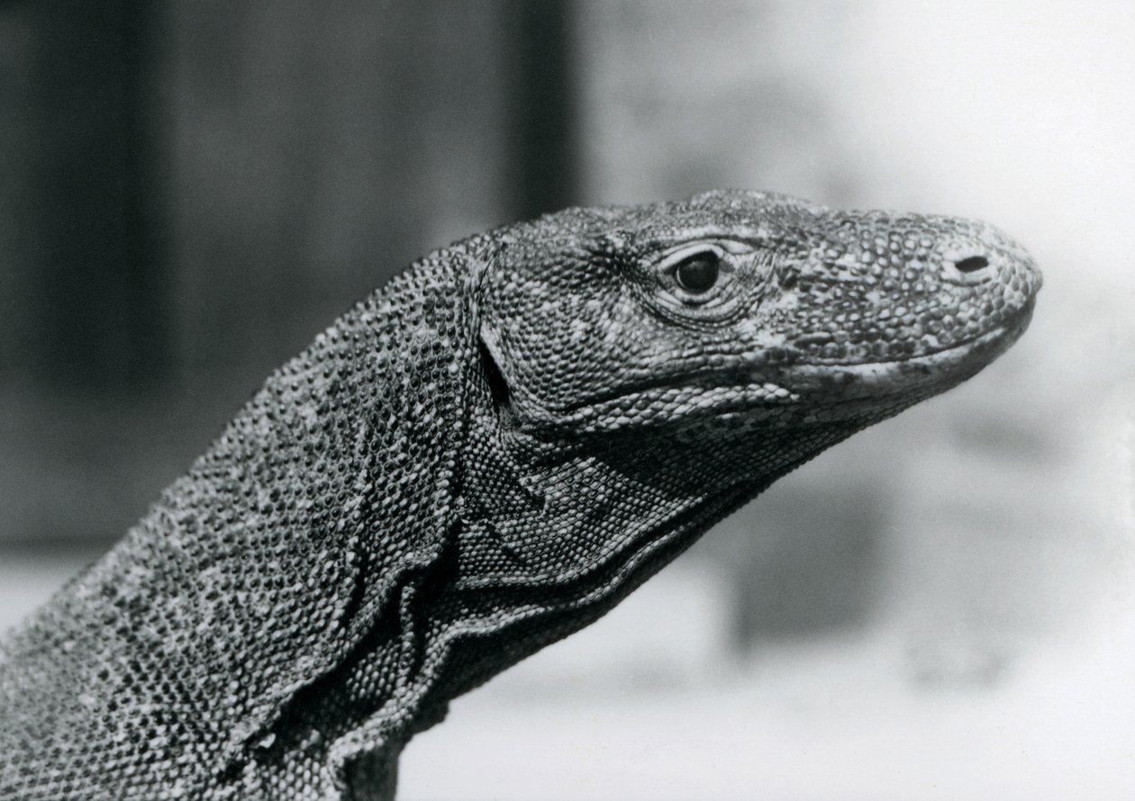 Ein Komodowaran im Londoner Zoo im August 1928 von Frederick William Bond