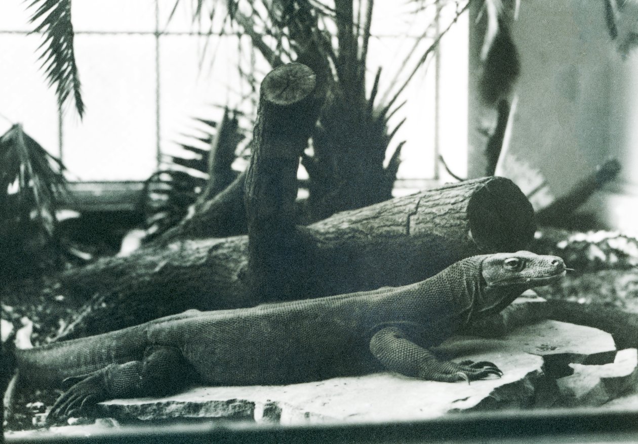 Ein Komodowaran im Reptilienhaus des Londoner Zoos, August 1928 von Frederick William Bond