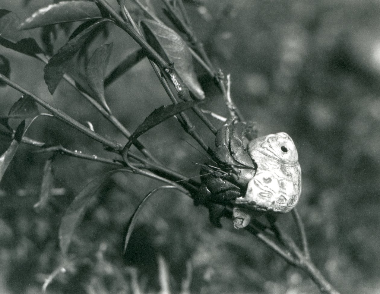 Ein Land-Einsiedlerkrebs klettert auf einem kleinen Ast, London Zoo von Frederick William Bond