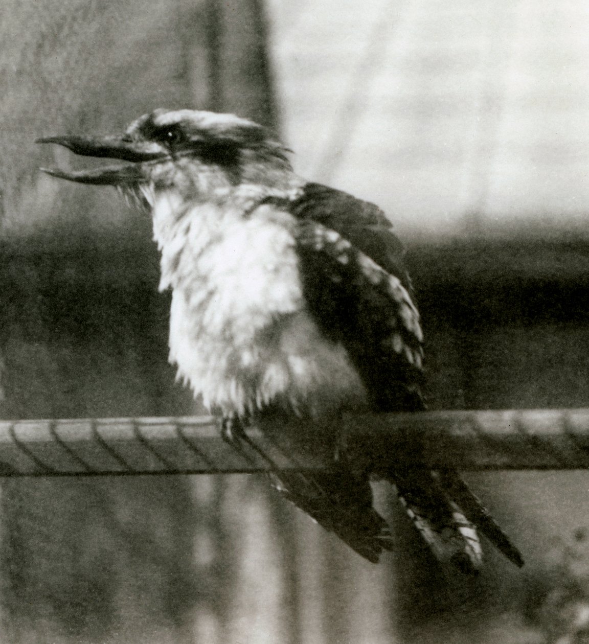 Ein Lachender Hans im Londoner Zoo im Oktober 1924 von Frederick William Bond
