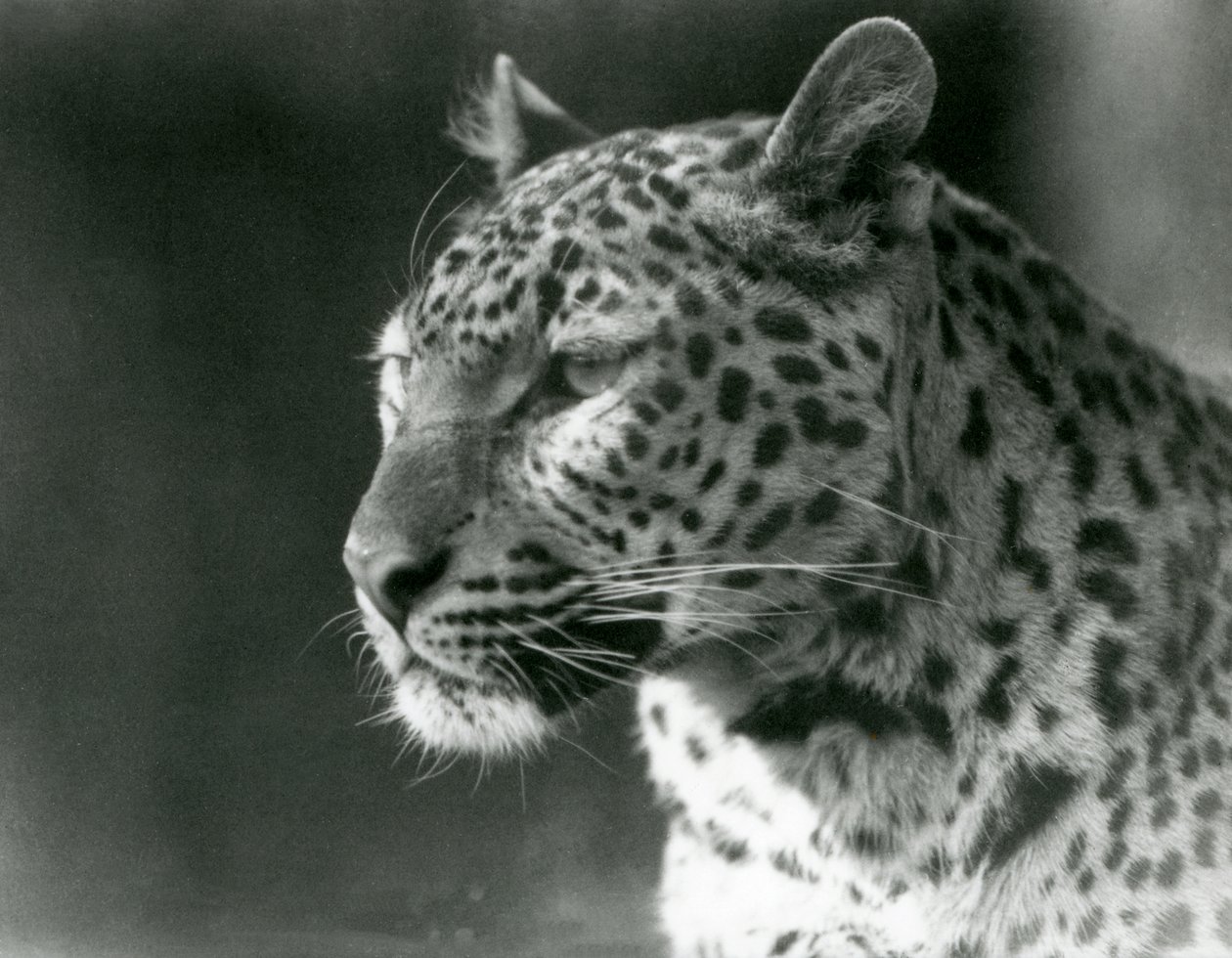 Ein Leopard im Londoner Zoo im Jahr 1930 von Frederick William Bond
