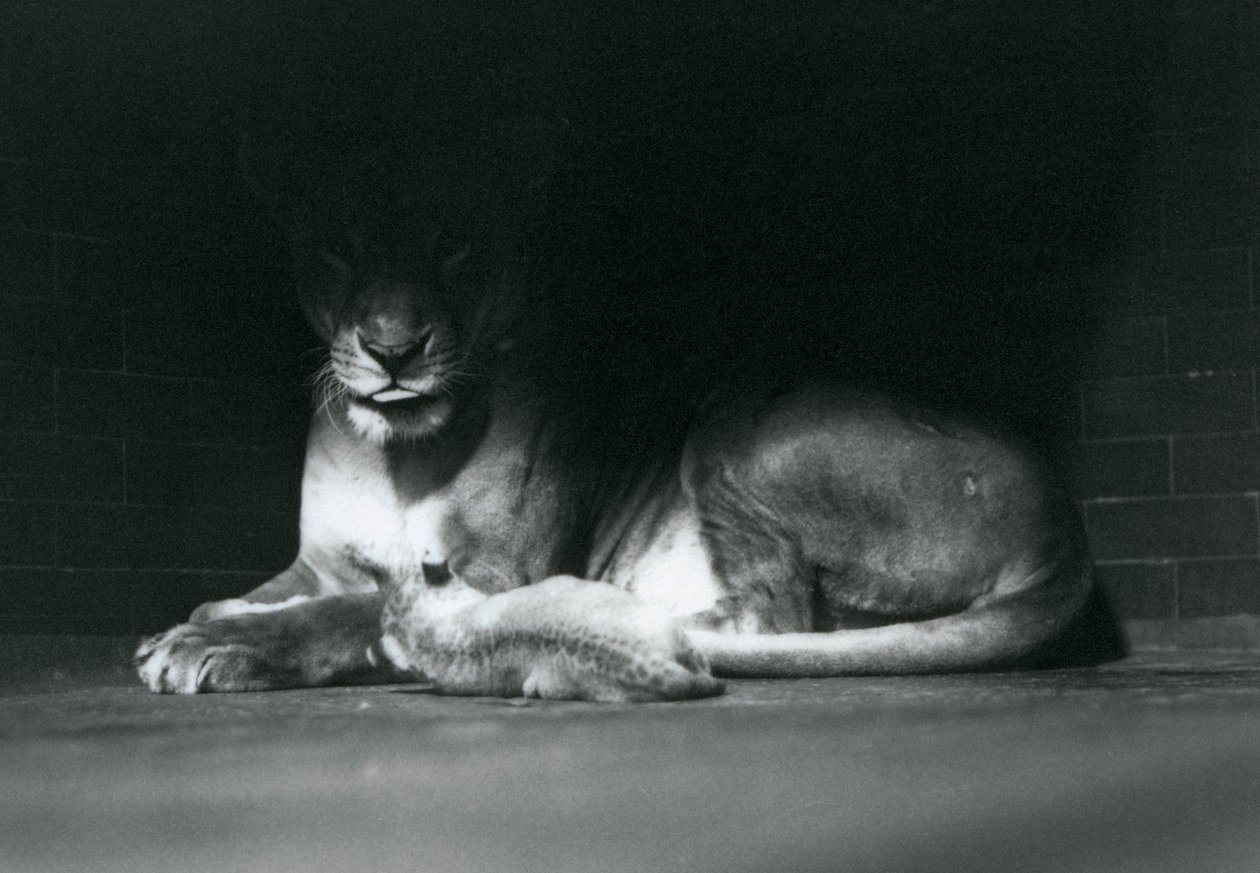 Ein Löwenjunges liegt mit seiner Mutter im Schatten des hinteren Teils ihres Geheges, Londoner Zoo, Oktober 1925 von Frederick William Bond