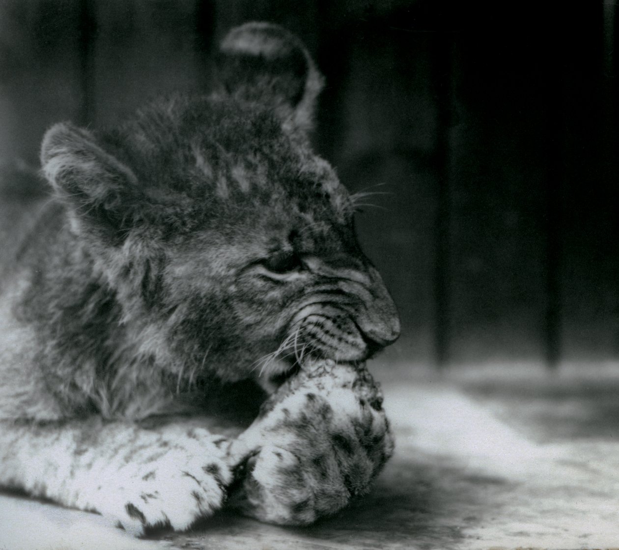 Ein Löwenjunges, fütternd im ZSL Londoner Zoo im Jahr 1927 von Frederick William Bond