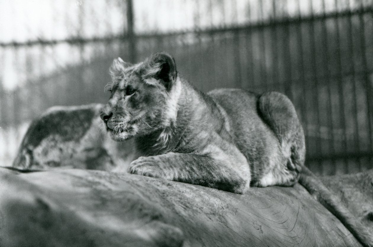 Ein Löwenjunges, das im Juli 1923 im Menagerie geboren wurde, Londoner Zoo, Juli 1924 von Frederick William Bond