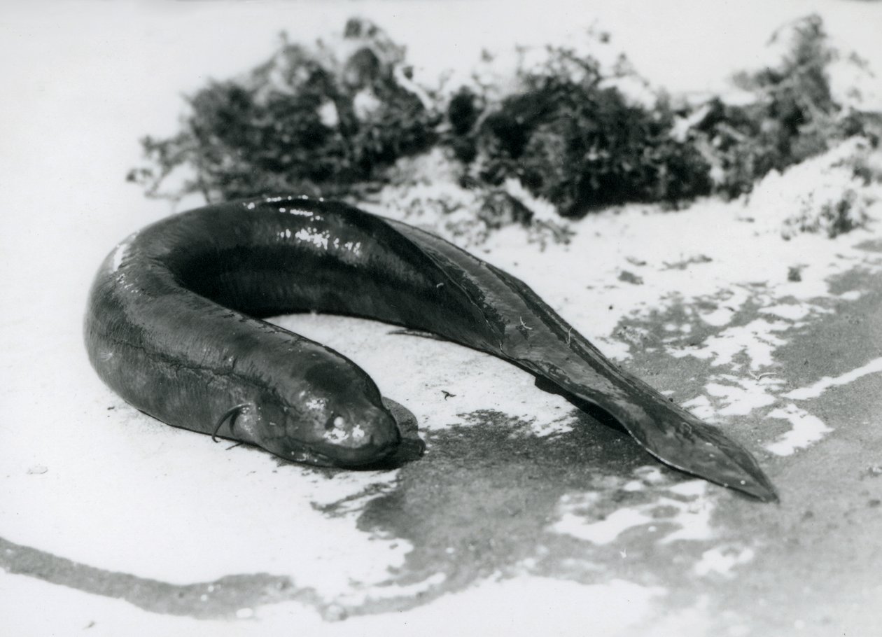 Ein Lungenfisch ruht außerhalb des Wassers im London Zoo, September 1928 von Frederick William Bond