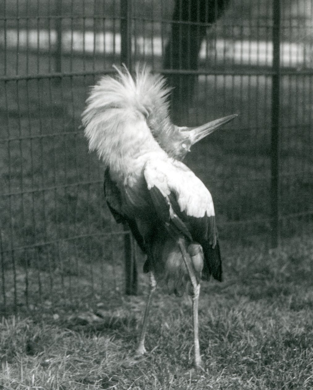 Ein Maguaristorch führt die Auf-und-Ab-Anzeige durch, London Zoo, Juli 1925 von Frederick William Bond