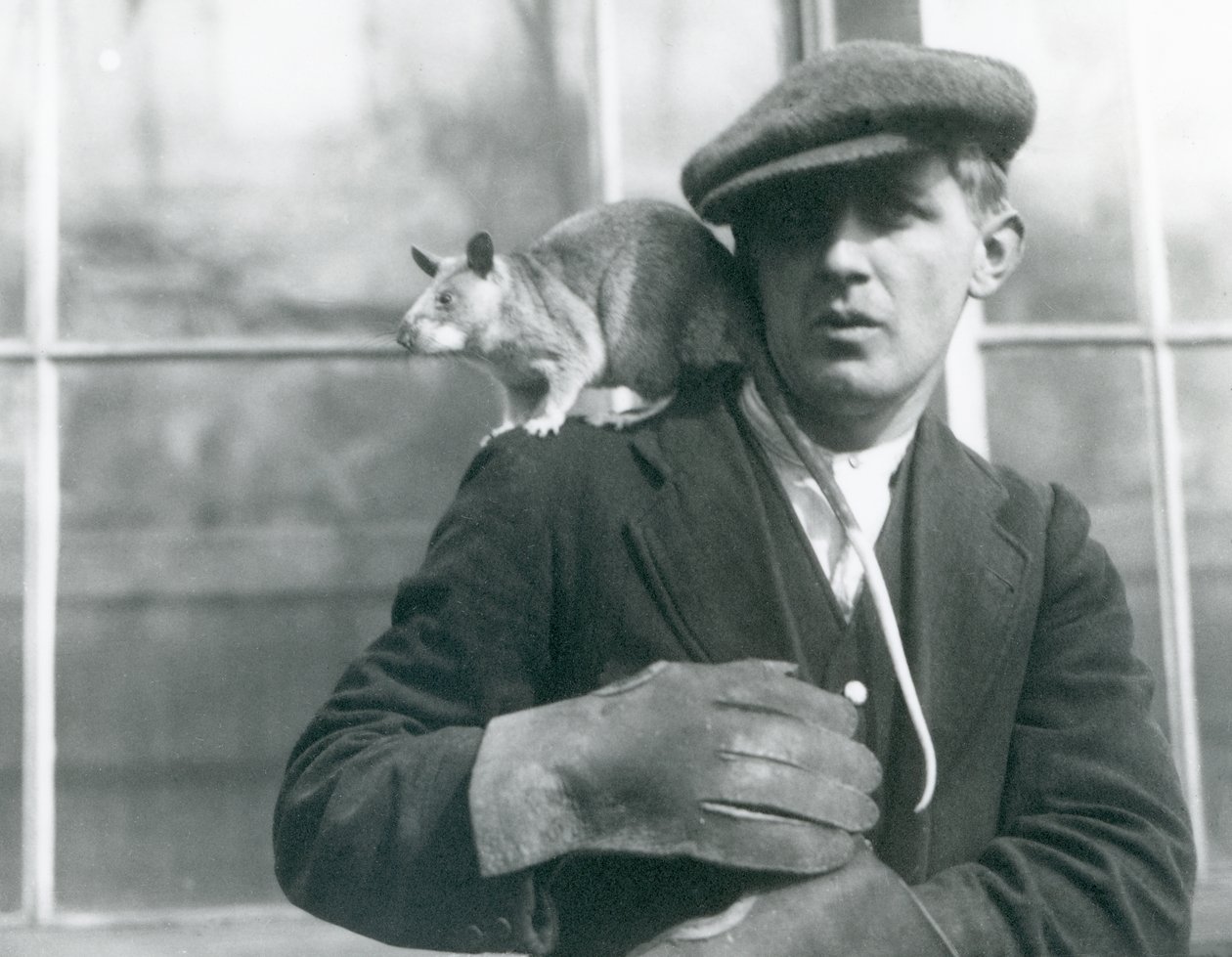 Eine madagassische Riesenspringratte sitzt auf der Schulter ihres Wärters, Londoner Zoo von Frederick William Bond