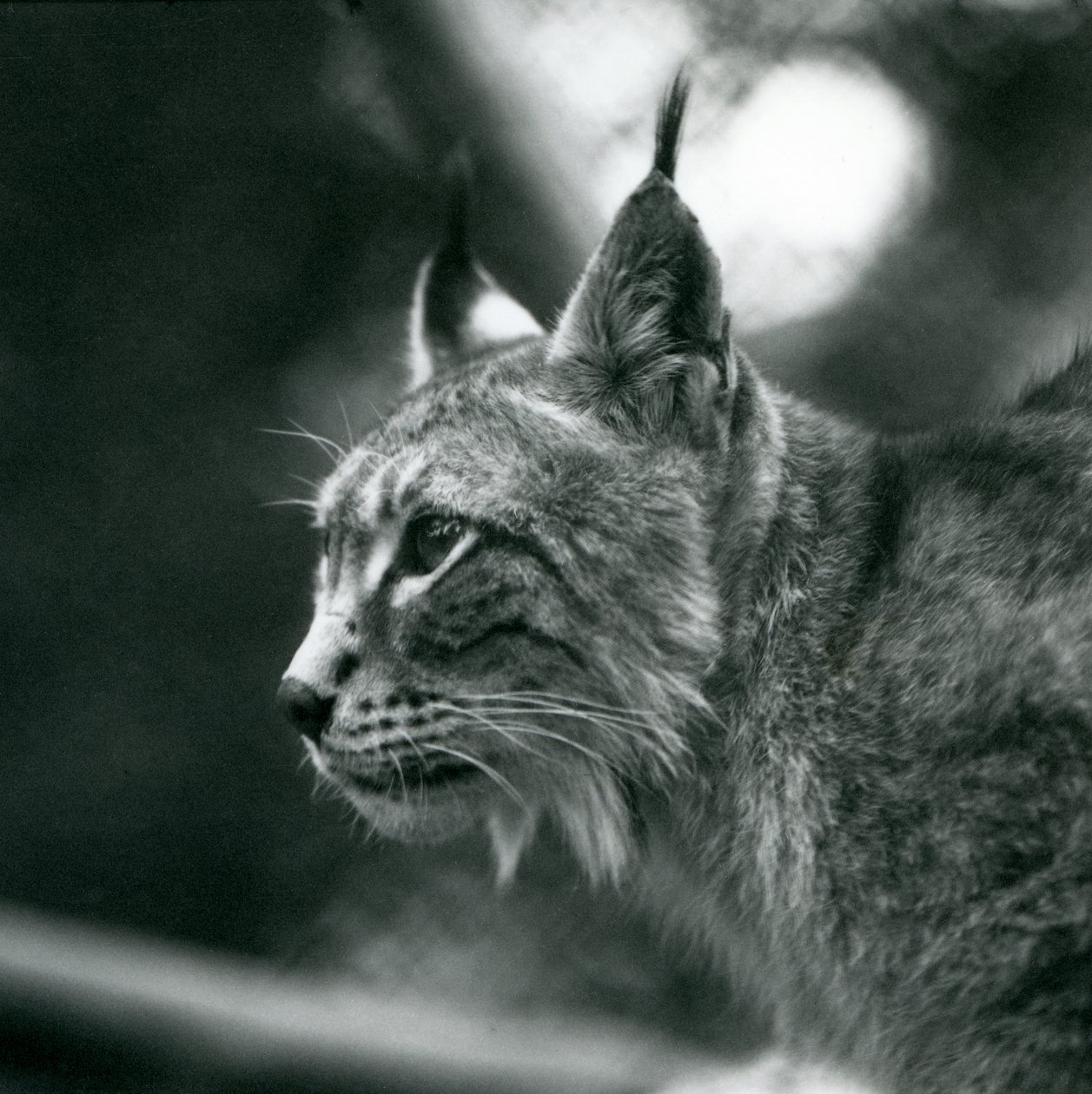 Ein Nordluchs im London Zoo, Juli 1925 von Frederick William Bond
