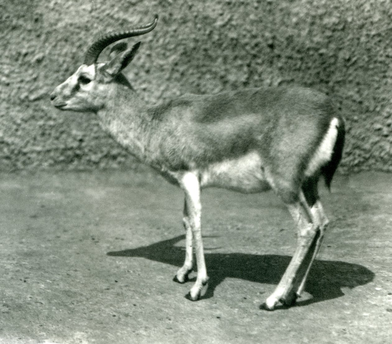 Eine persische Gazelle im Londoner Zoo im Juni 1925 von Frederick William Bond