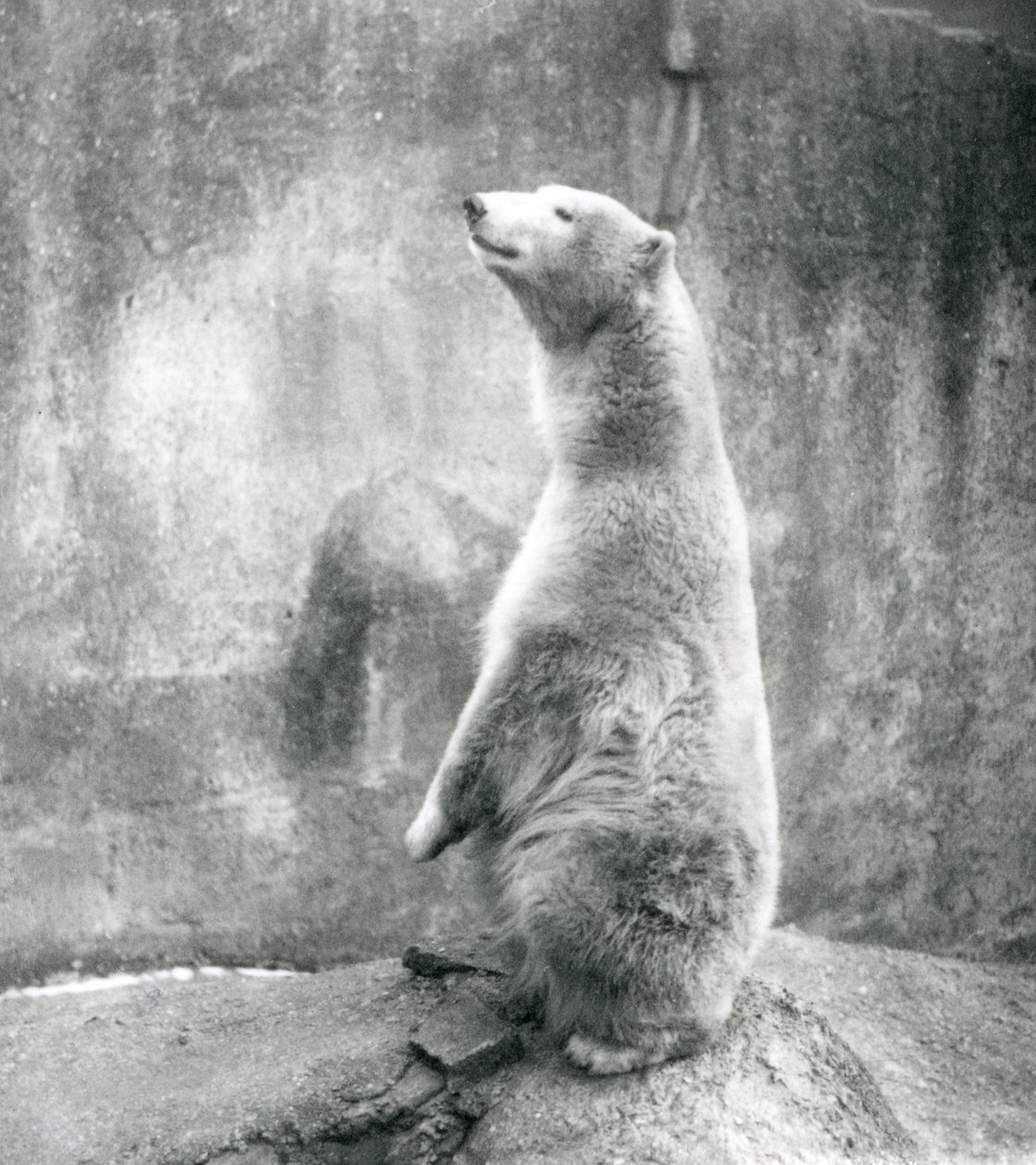 Ein Eisbär sitzt auf seinen Hinterbeinen im London Zoo im Jahr 1929 (s/w Foto) von Frederick William Bond