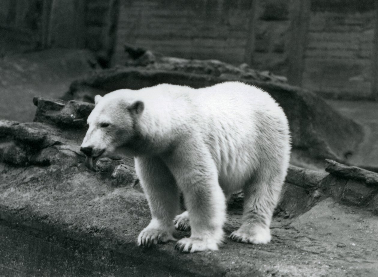 Ein Eisbär steht am Rand seines Geheges am Fuße der Mappin-Terrassen, Londoner Zoo, September 1928 von Frederick William Bond