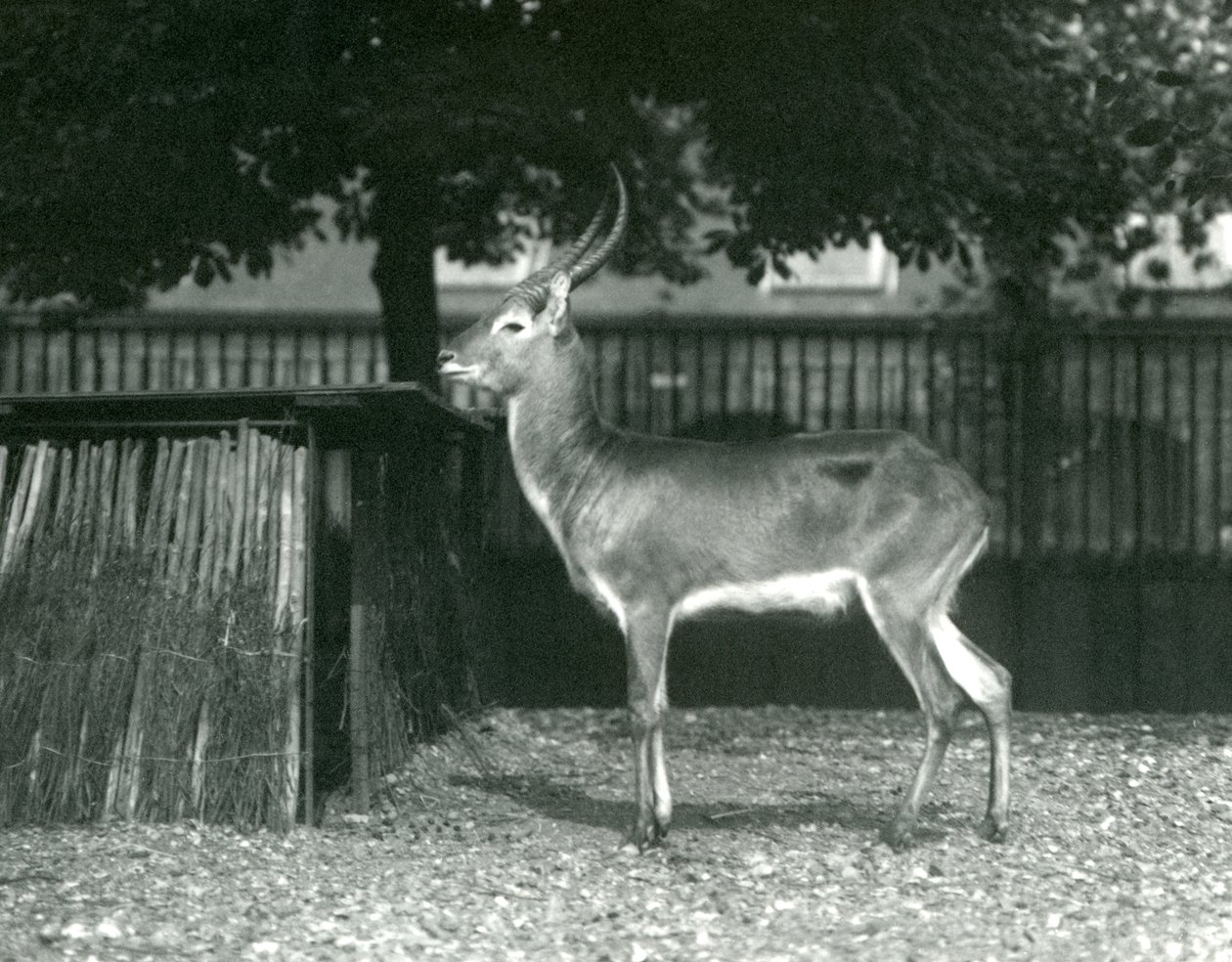 Ein Roter Lechwe im Londoner Zoo, Juli 1924 von Frederick William Bond