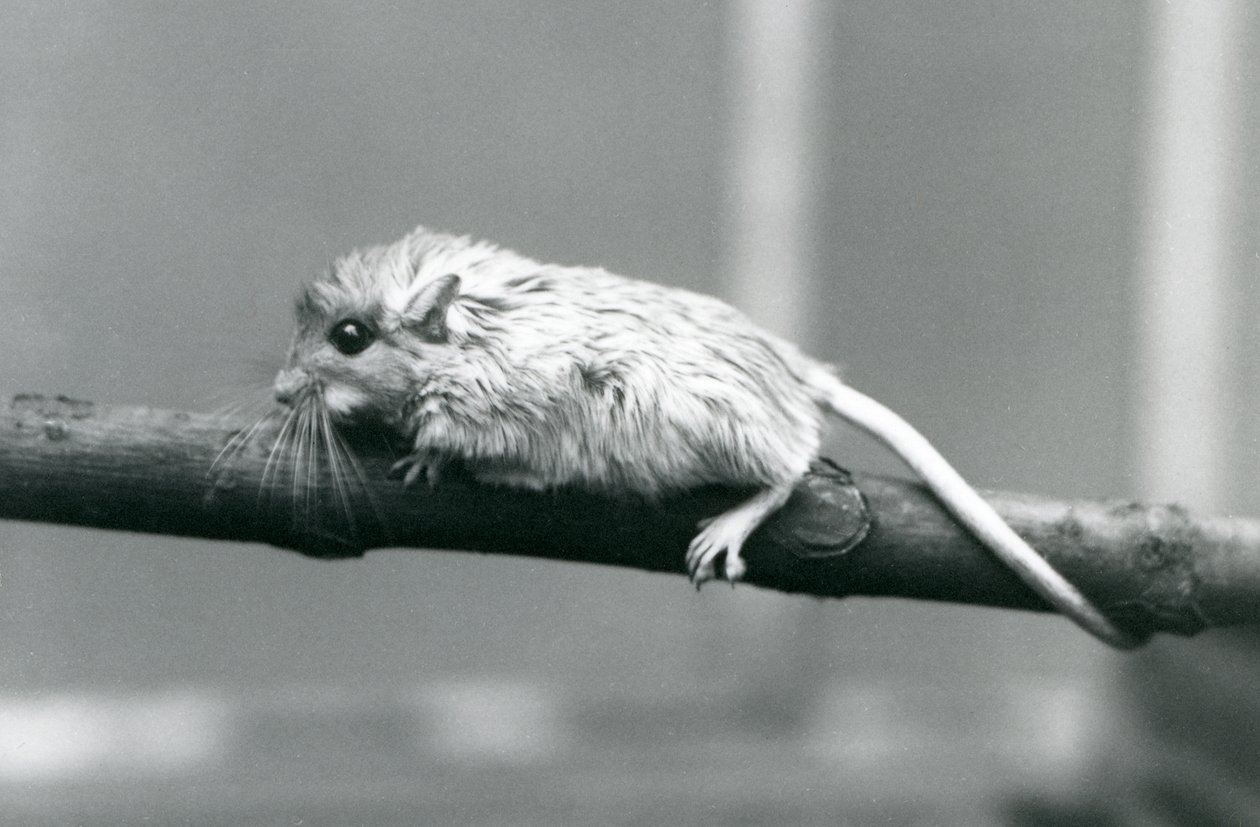 Ein Shaws Jird klettert auf einem Ast im Londoner Zoo im Jahr 1927 von Frederick William Bond