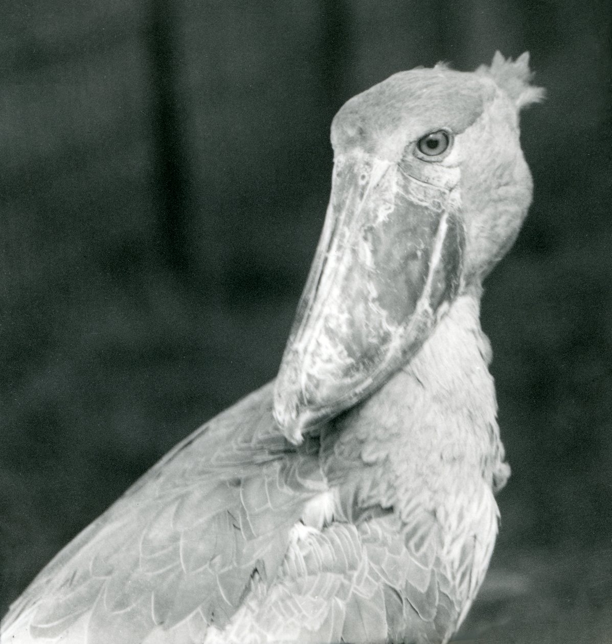 Ein Schuhschnabel, Londoner Zoo, Juli 1926 von Frederick William Bond