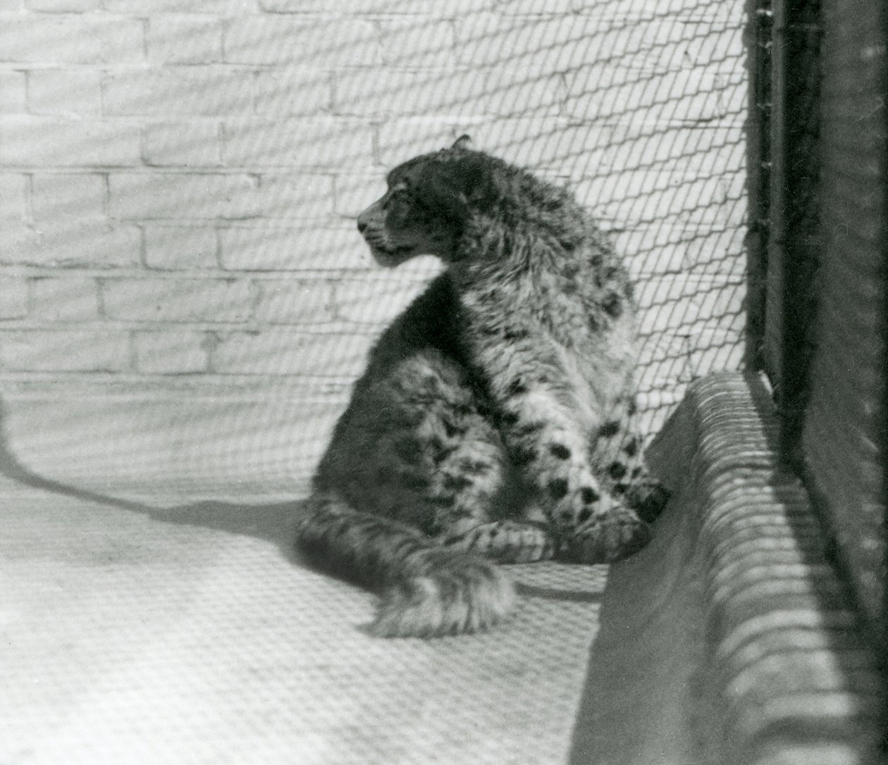 Ein Schneeleopard sitzt auf dem Boden, Londoner Zoo von Frederick William Bond