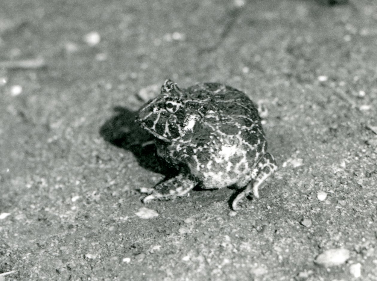 Ein südamerikanischer Hornfrosch, London Zoo, Dezember 1925 von Frederick William Bond
