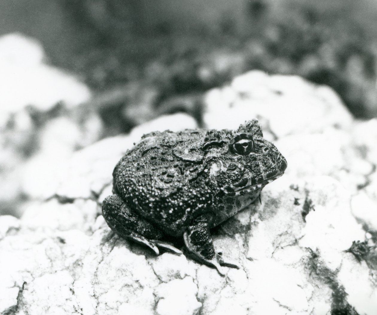 Ein südamerikanischer Hornfrosch auf einem Felsen, Londoner Zoo, August 1928 von Frederick William Bond