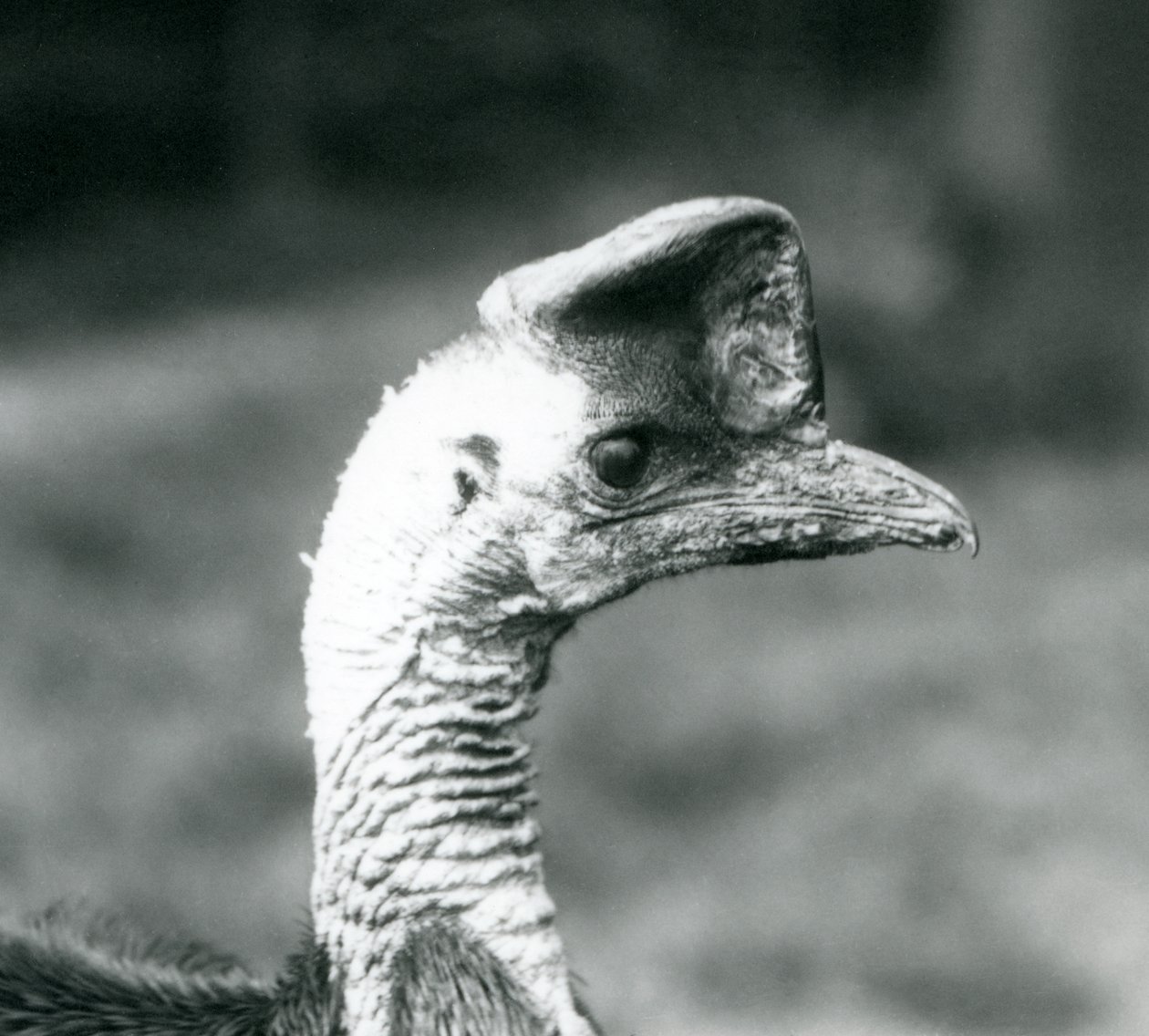 Ein Südlicher Kasuar im London Zoo, Juni 1925 von Frederick William Bond