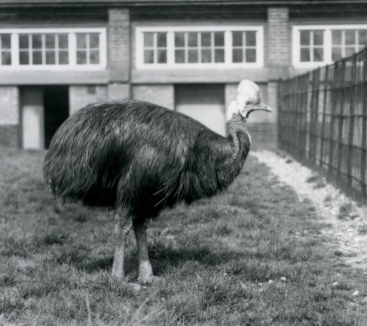 Ein südlicher Kasuar im Londoner Zoo im Juni 1925 von Frederick William Bond