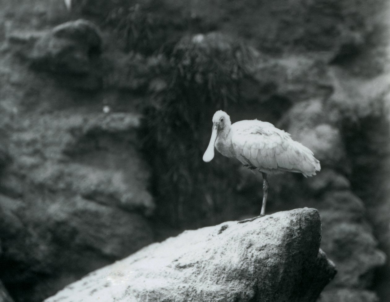 Ein Löffler steht auf einem Felsen im Londoner Zoo, September 1927 von Frederick William Bond