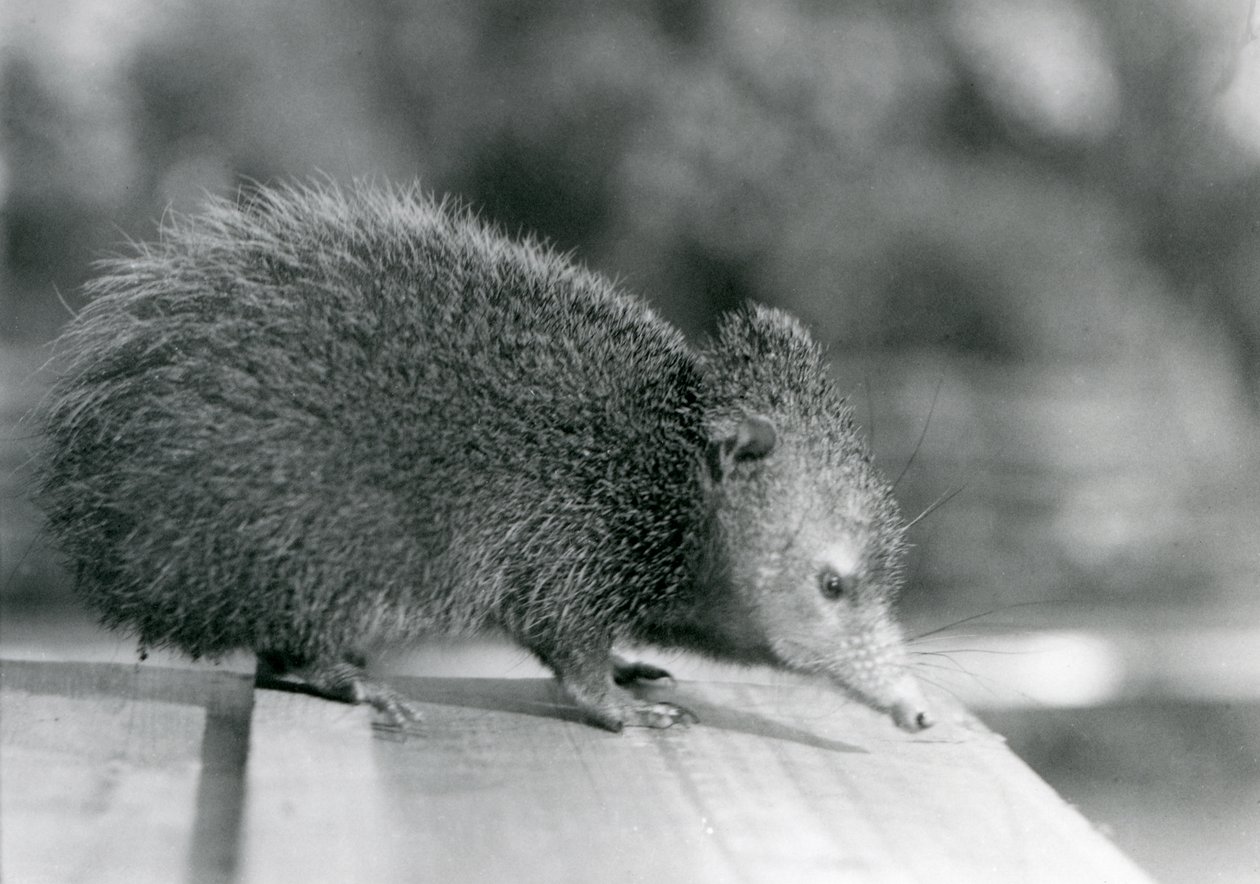 Ein Tenrek im Londoner Zoo im Jahr 1929 von Frederick William Bond