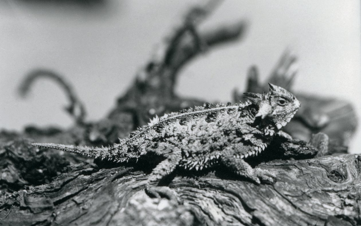 Ein Texas Horned Lizard/Hornkröte/HornedToad/Horny Toad ruht auf einem Baumstamm im Londoner Zoo im September 1928 von Frederick William Bond