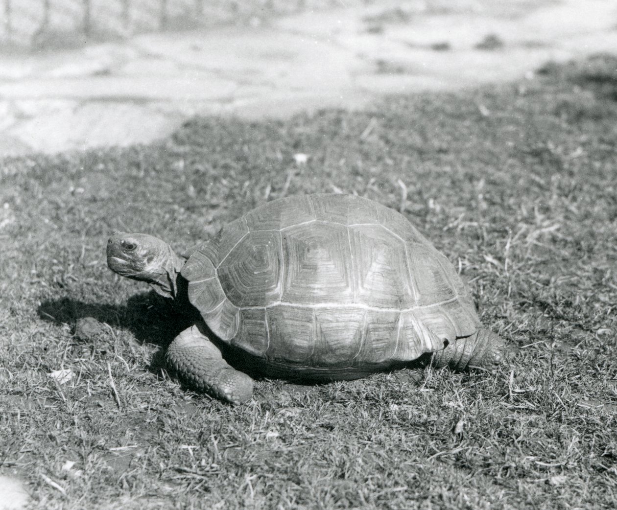 Eine Schildkröte steht auf Gras im London Zoo im Jahr 1926 (s/w Foto) von Frederick William Bond
