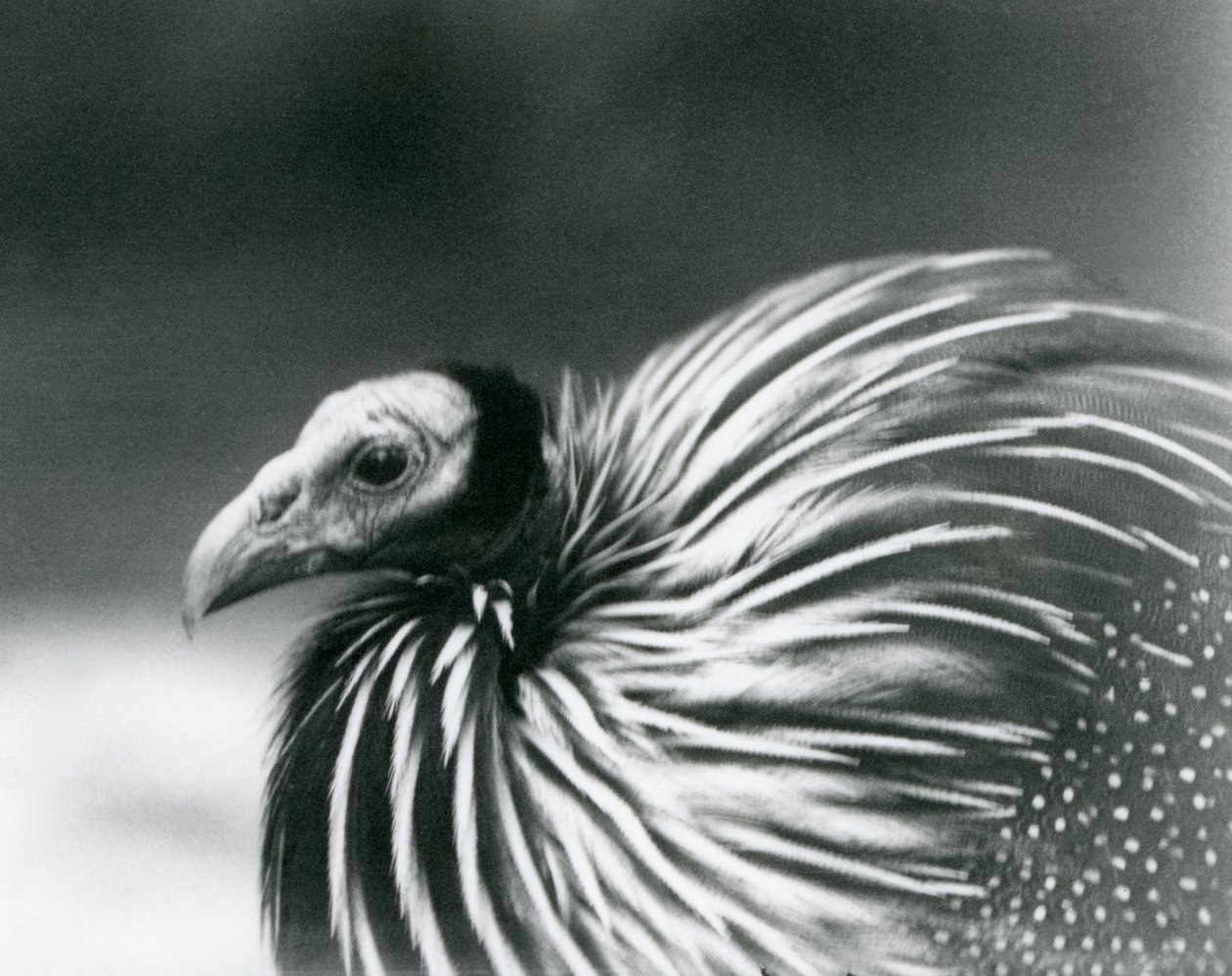 Ein Geierperlhuhn im Londoner Zoo, 1927 von Frederick William Bond