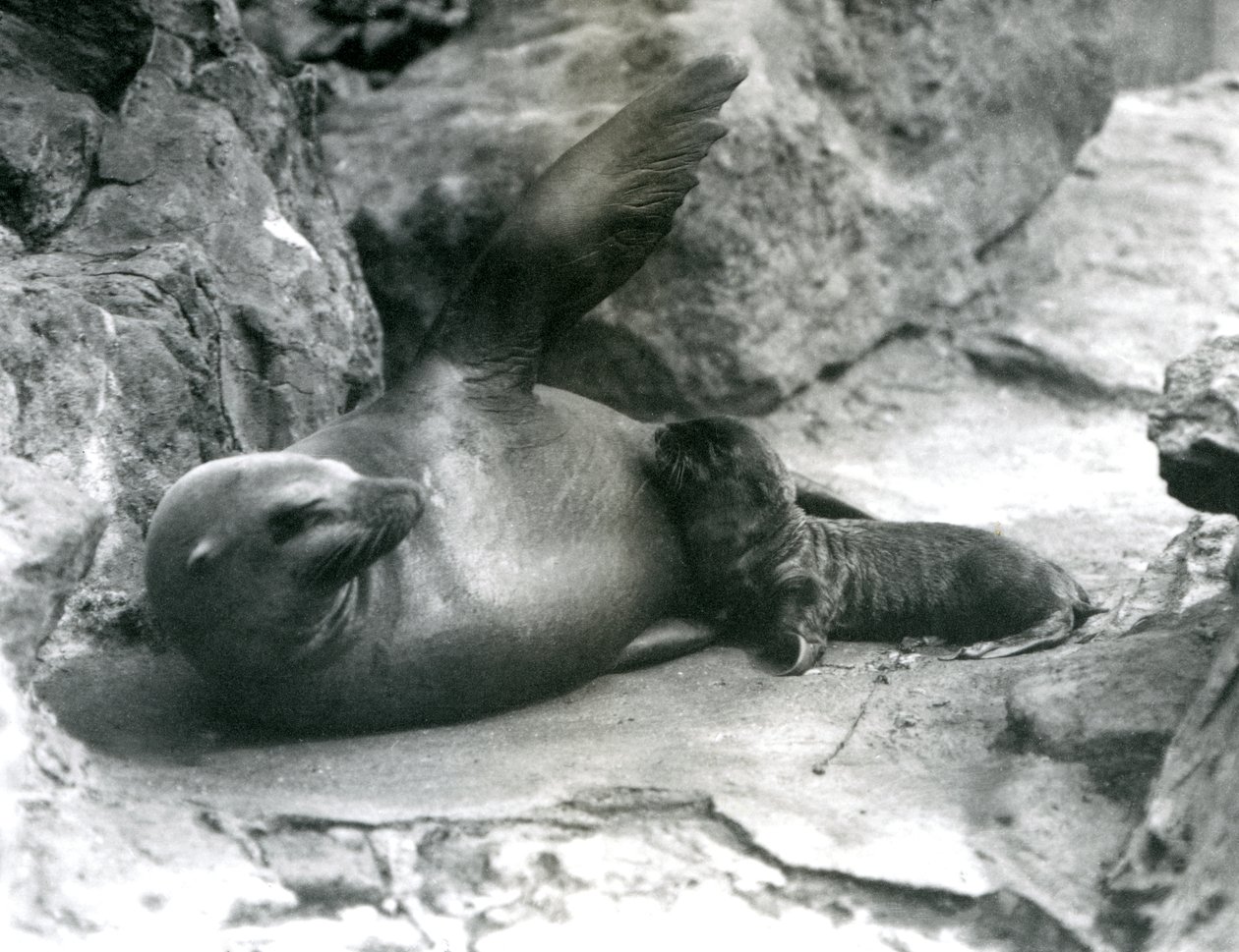 Eine weibliche Kalifornische Seelöwin, die auf einer felsigen Terrasse liegt und ihr Junges füttert, Londoner Zoo, Juli 1925 von Frederick William Bond