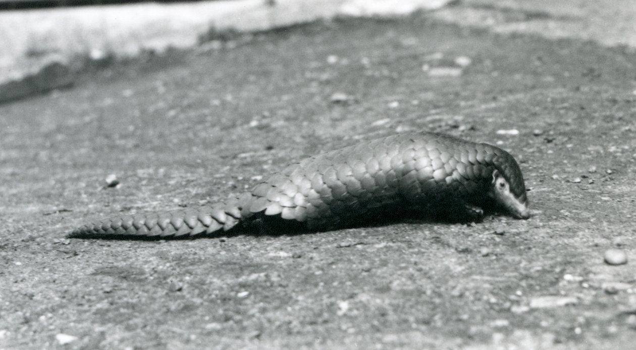 Ein weiblicher chinesischer Pangolin im Londoner Zoo im August 1925 von Frederick William Bond