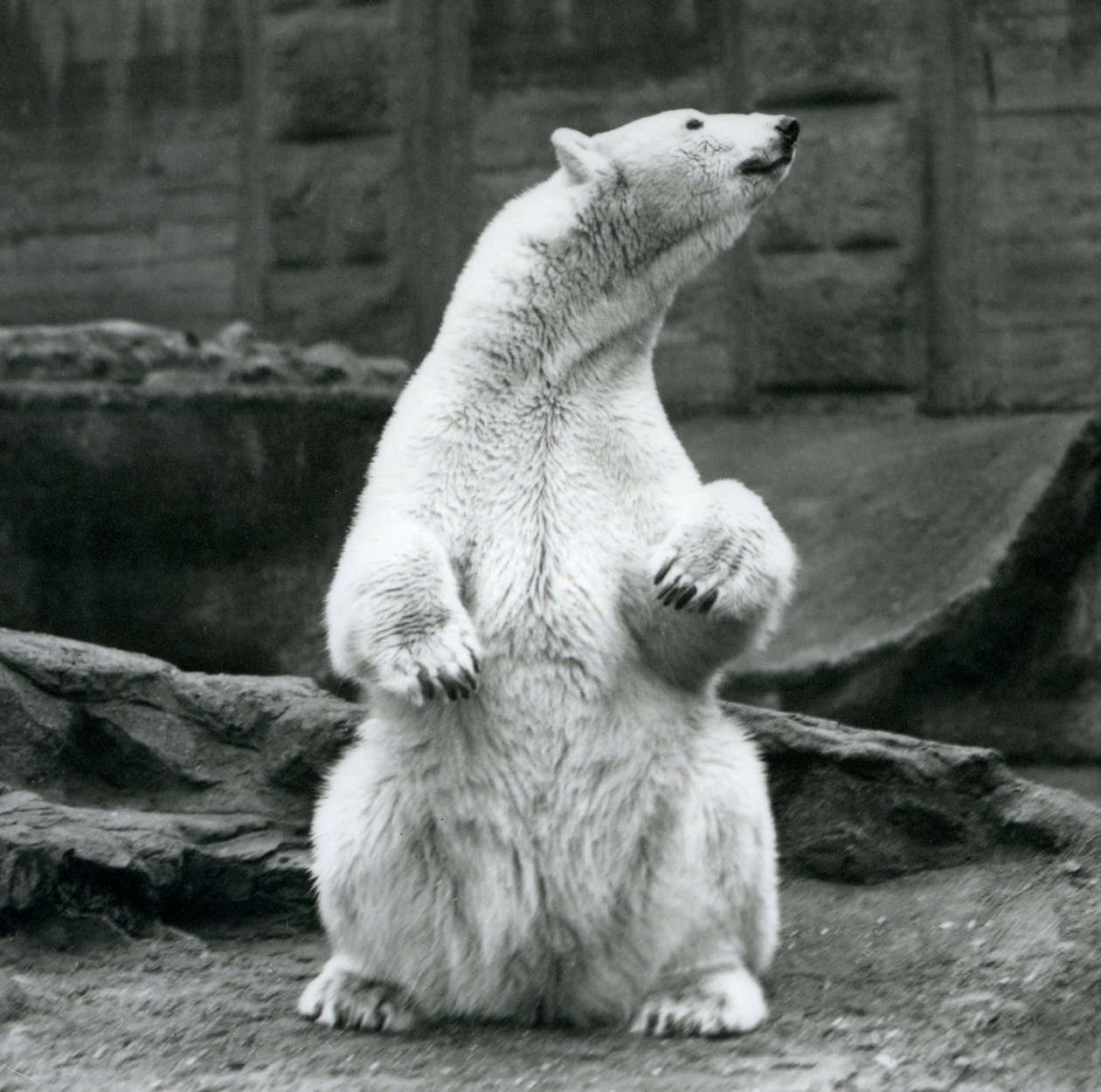 Ein weiblicher Eisbär sitzt auf ihren Hinterbeinen auf den Mappin Terrassen im London Zoo, September 1928 von Frederick William Bond