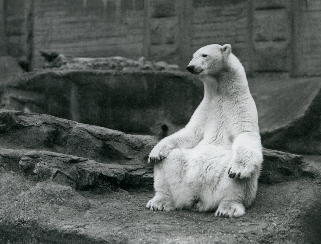 Ein weiblicher Eisbär sitzt auf ihren Hinterbeinen auf den Mappin Terrassen im London Zoo, September 1928 von Frederick William Bond