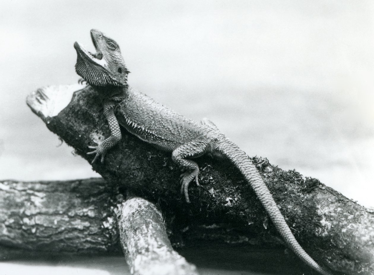 Ein gähnender Bartagame, der sich an einem Baumstamm festhält, Londoner Zoo, August 1928 von Frederick William Bond
