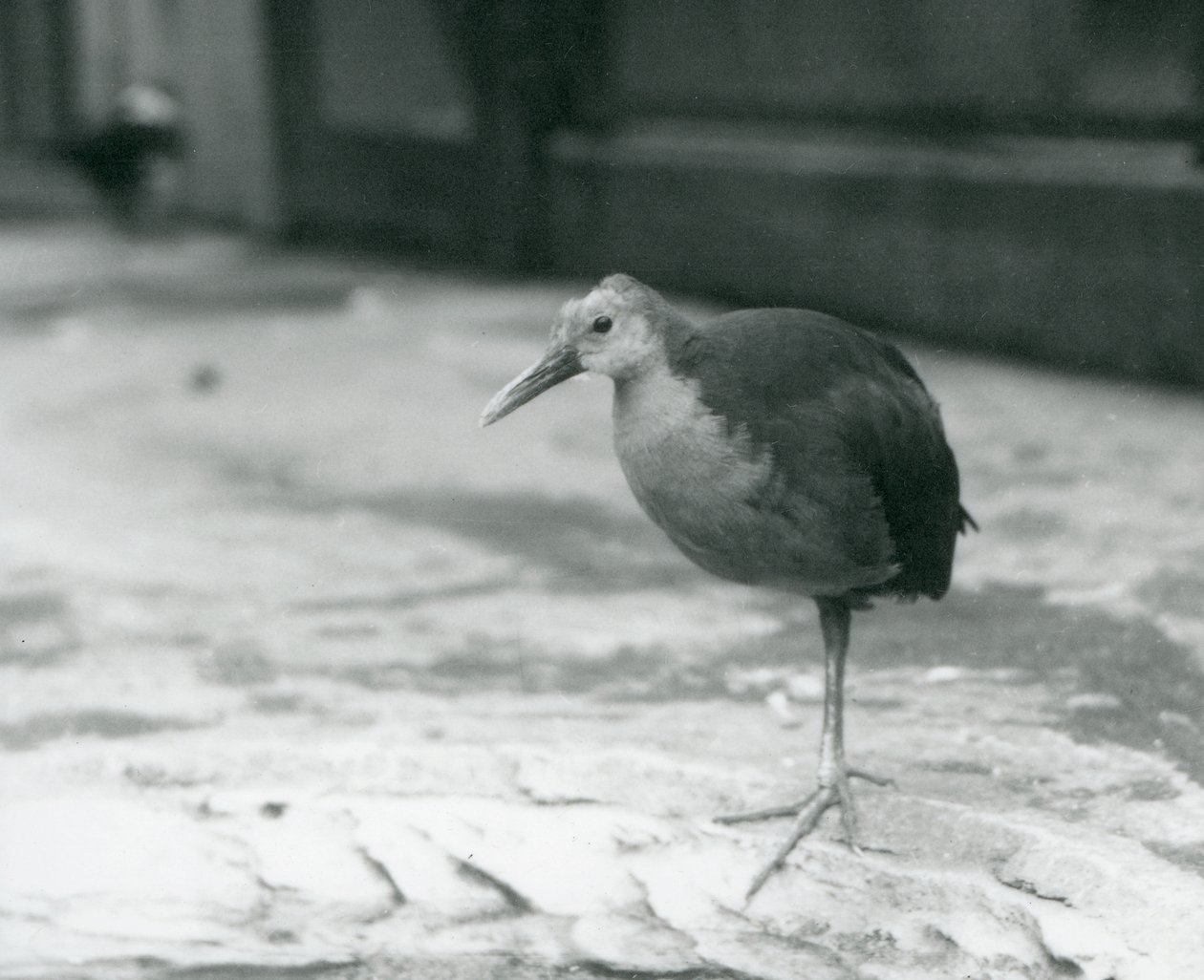 Ein Graunacken-Waldschnepfe (Aramides cajaneus) steht auf einem Bein im Londoner Zoo, September 1927 von Frederick William Bond